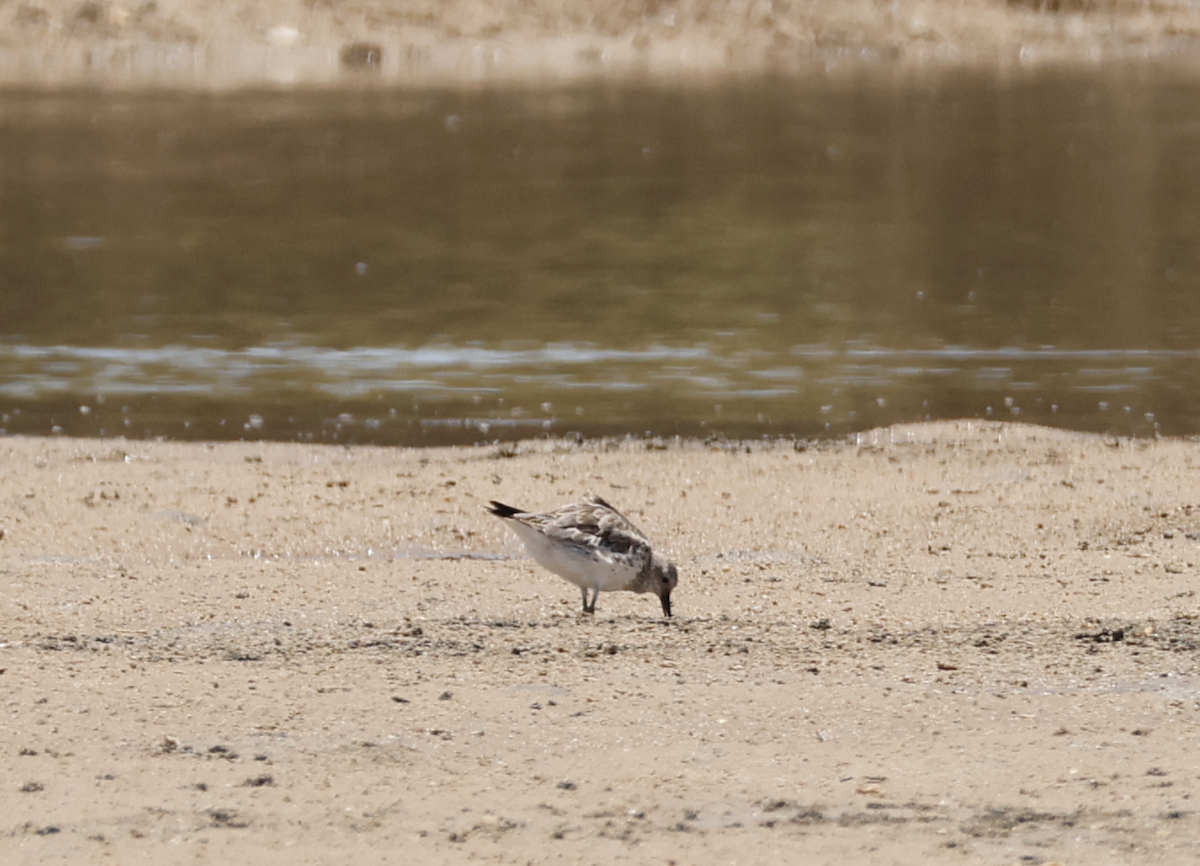 Benekli Kumkuşu - ML646810569