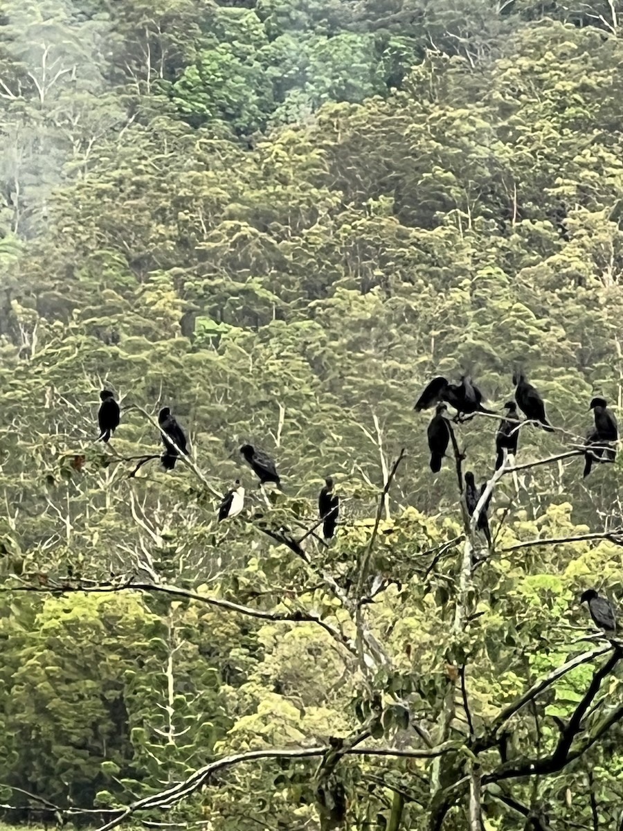 lagfiskeskarv - ML646810571