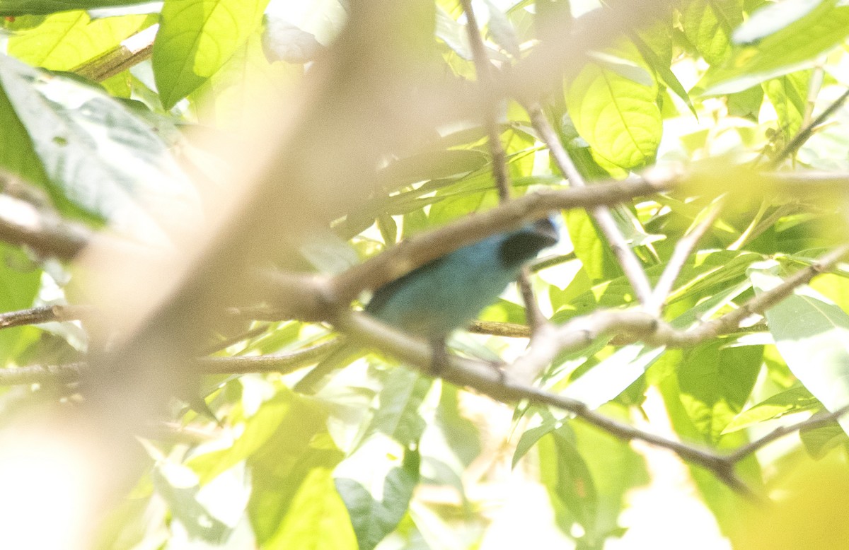 Blue Dacnis - ML646810573