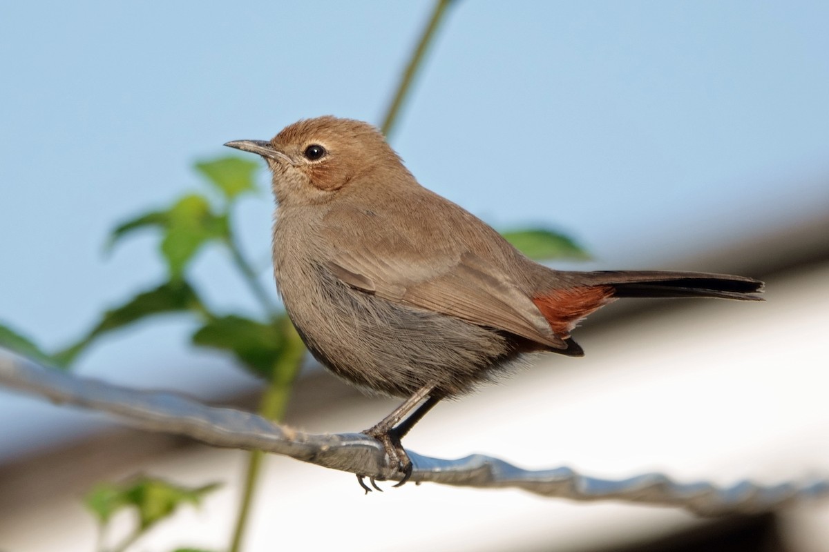 Strauchschmätzer - ML646810582