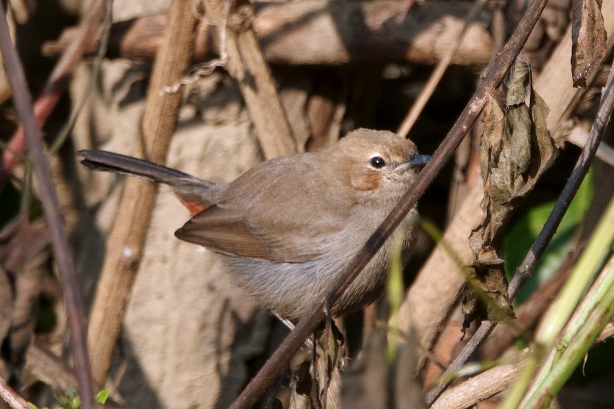 Strauchschmätzer - ML646810583