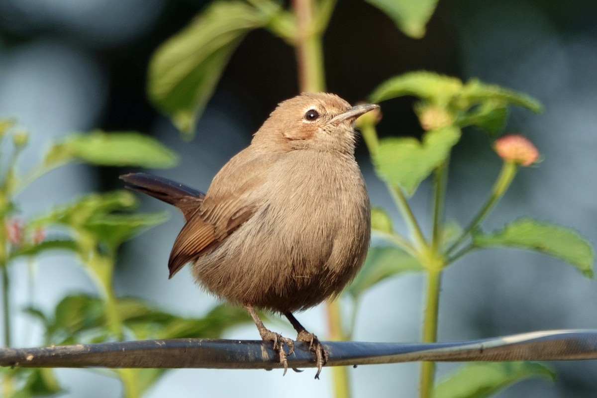 Strauchschmätzer - ML646810584