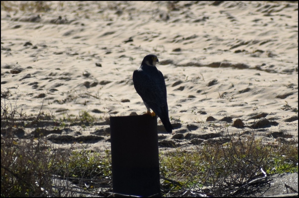 Peregrine Falcon - ML646810585
