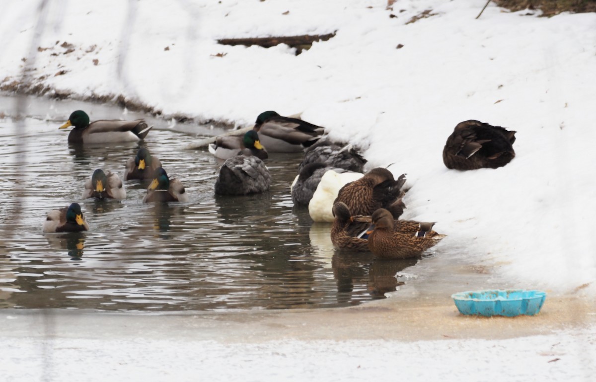 Mallard (Domestic type) - ML646810586