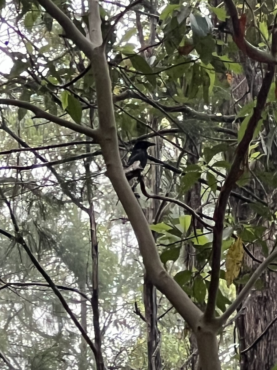 brokadedrongo - ML646810587