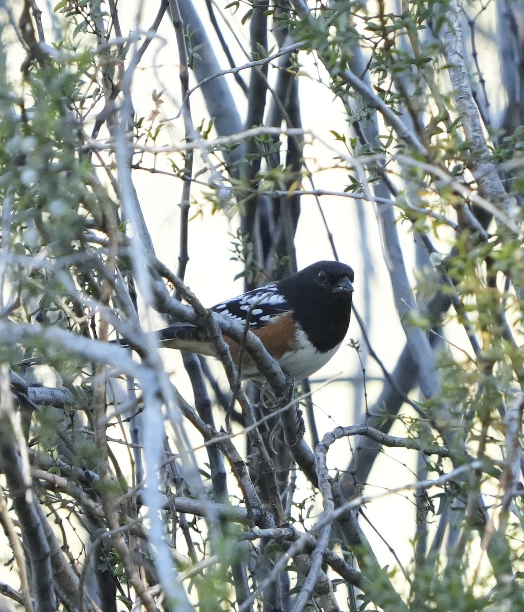 Spotted Towhee - ML646810589