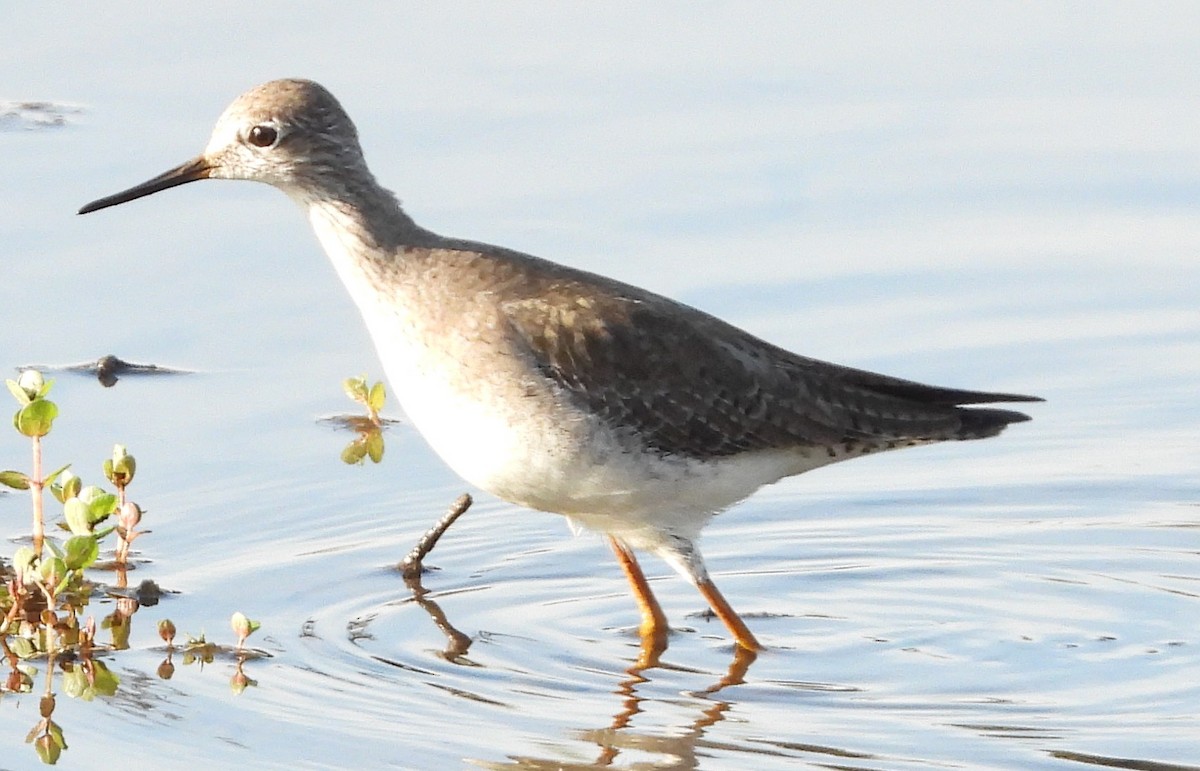 Lesser Yellowlegs - ML646810592