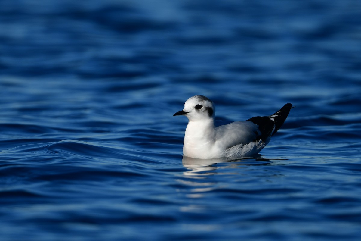 dvergmåke - ML646810594