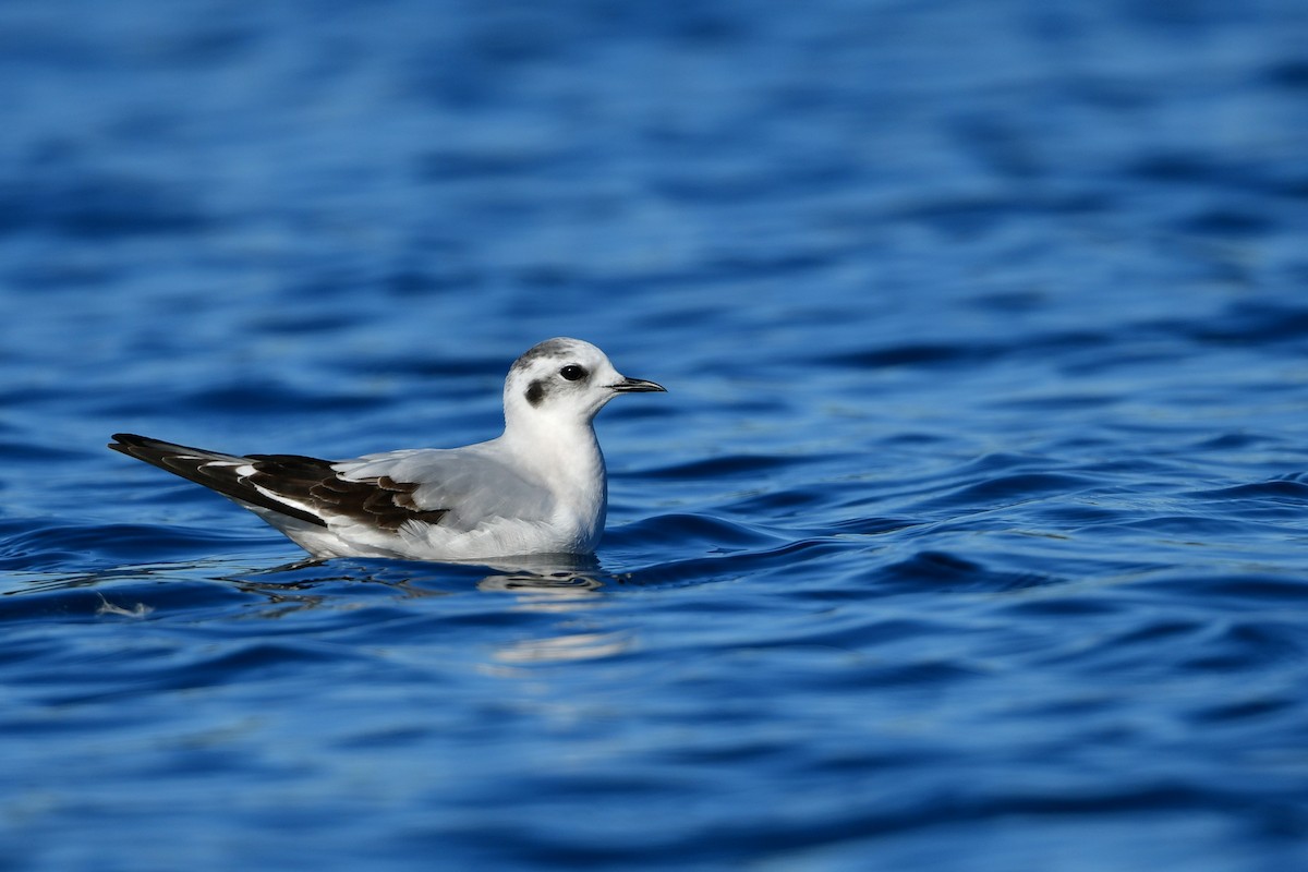 dvergmåke - ML646810595