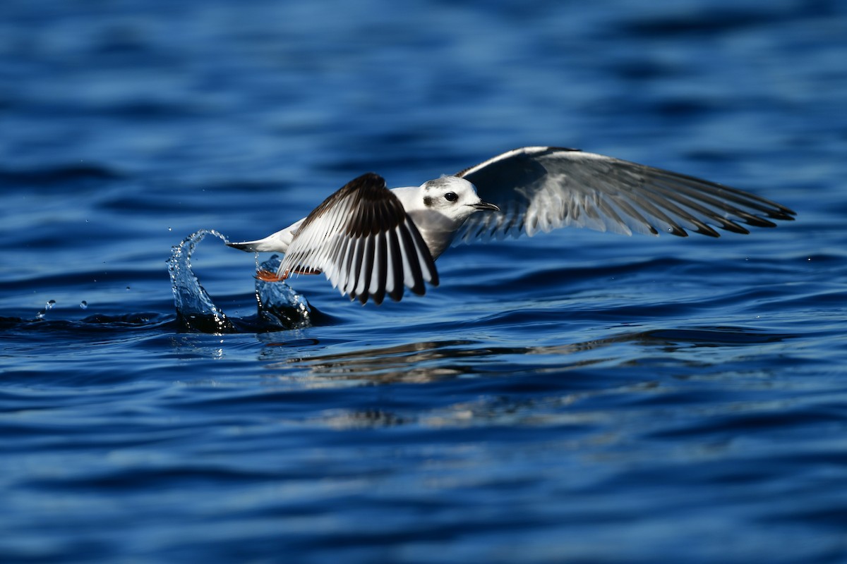 dvergmåke - ML646810596