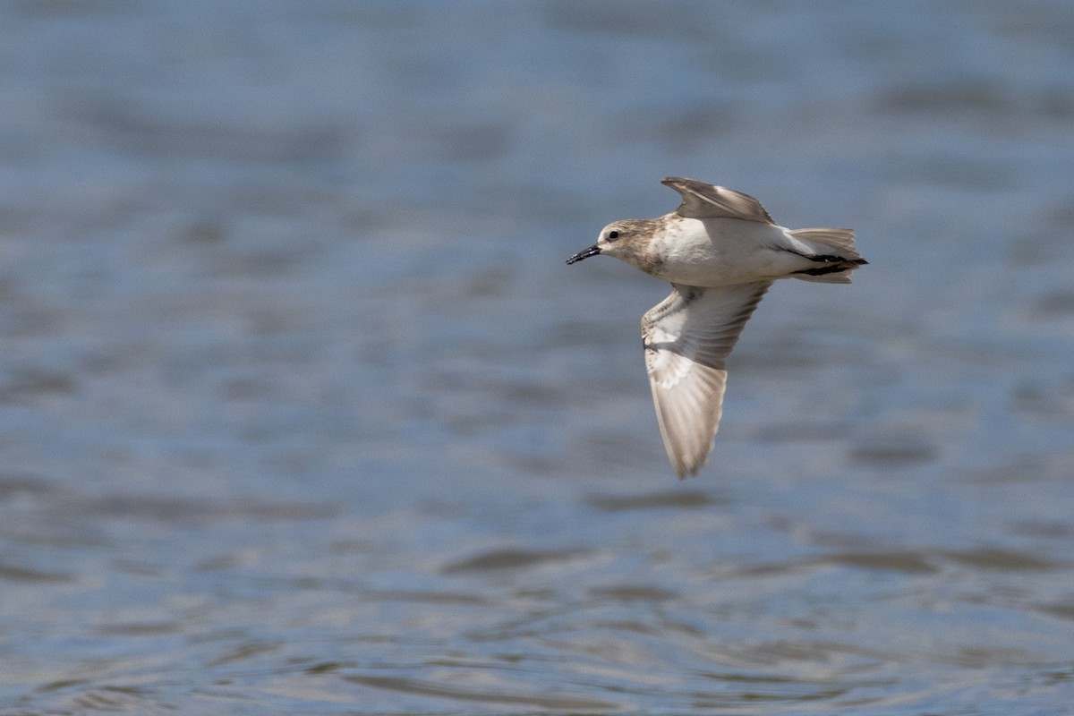 紅胸濱鷸 - ML646810598