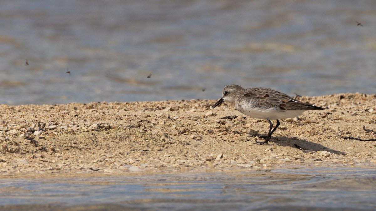 紅胸濱鷸 - ML646810600