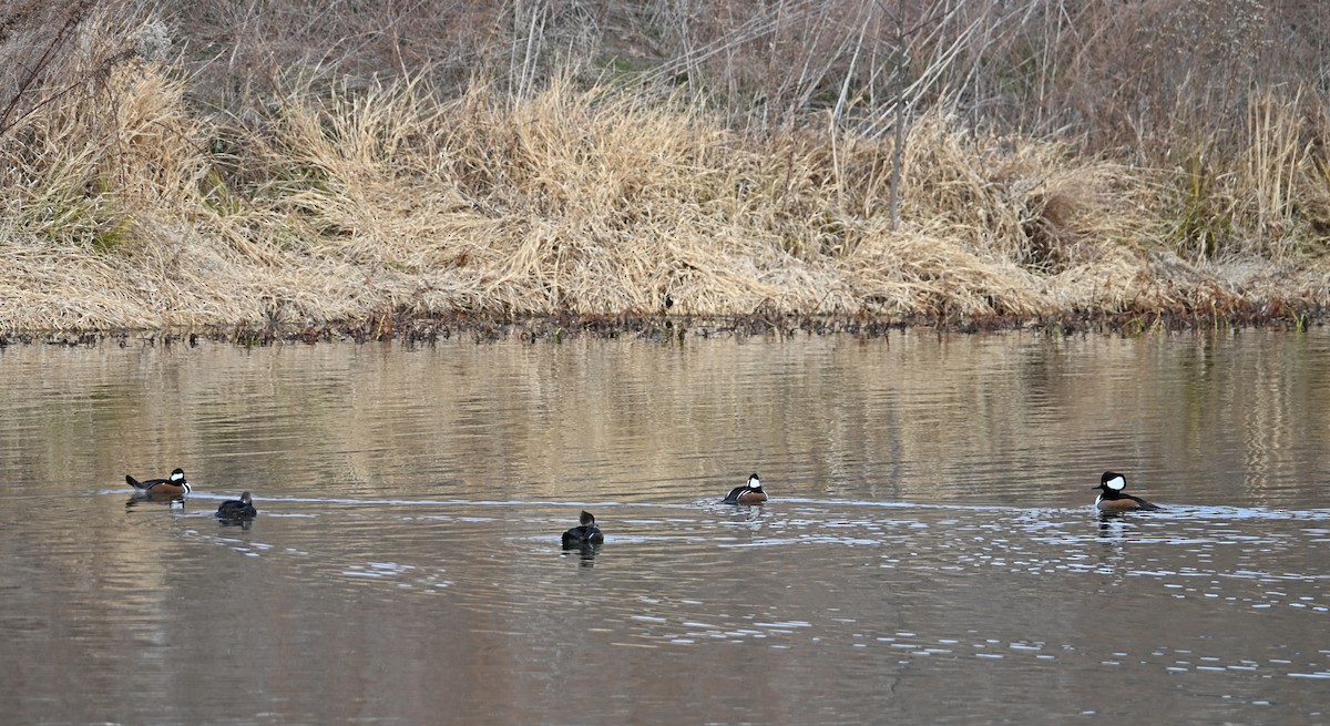 Hooded Merganser - ML646810602