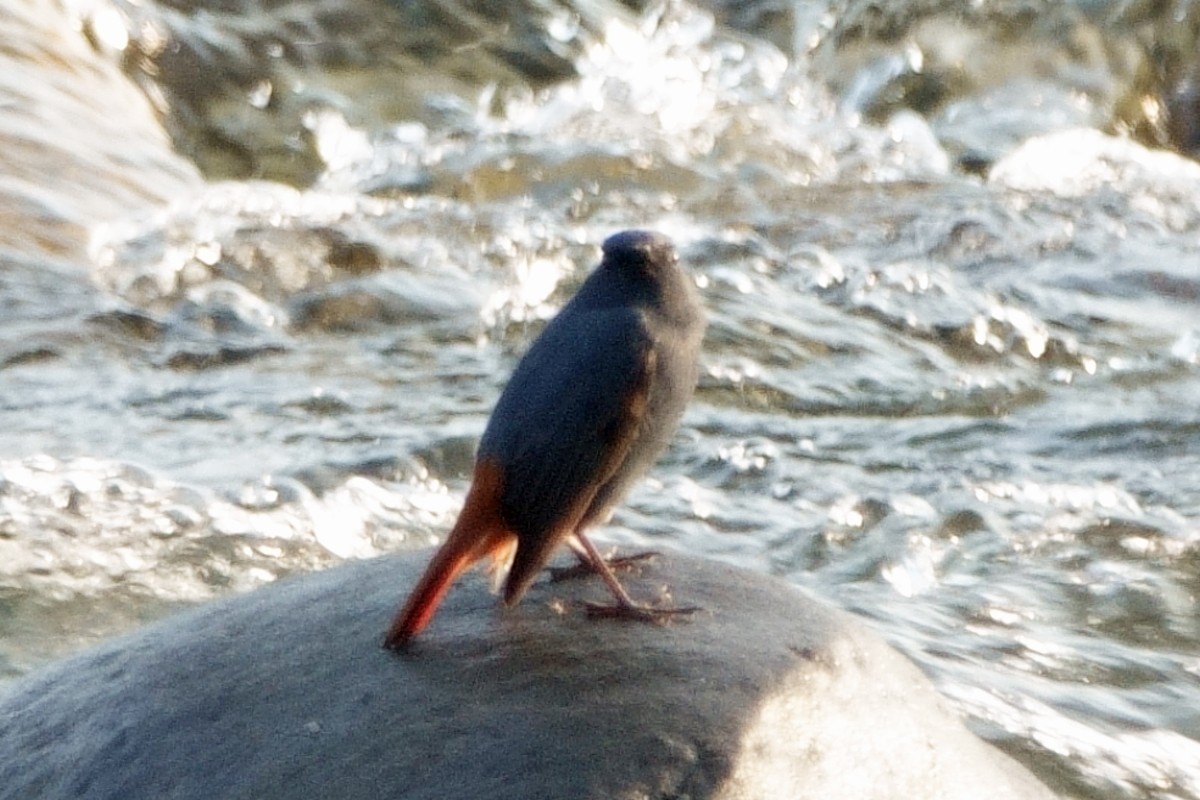 Wasserrotschwanz - ML646810603