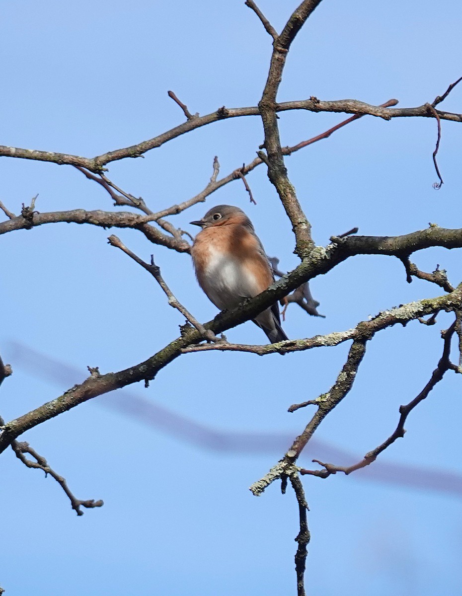 salašník modrý - ML646810604