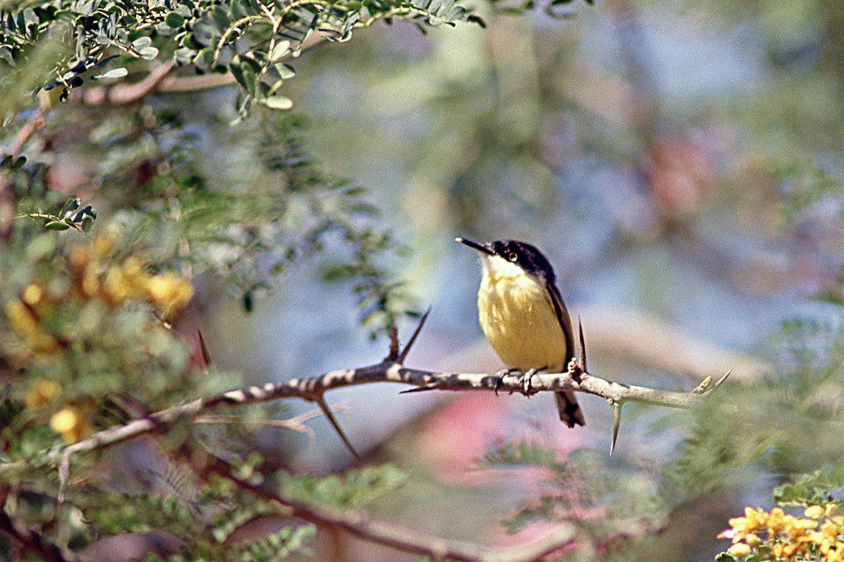 Common Tody-Flycatcher - ML646810606