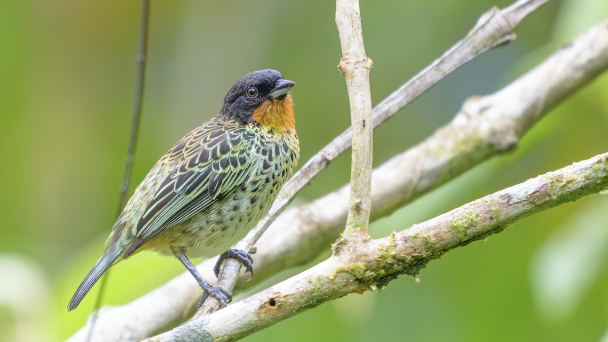 Kızıl Gerdanlı Tangara - ML646810609