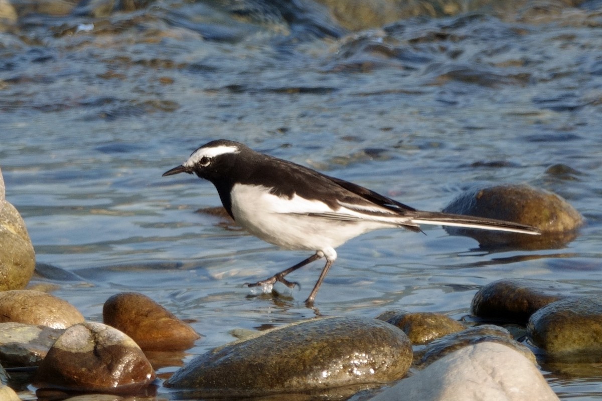 konipas indický - ML646810610