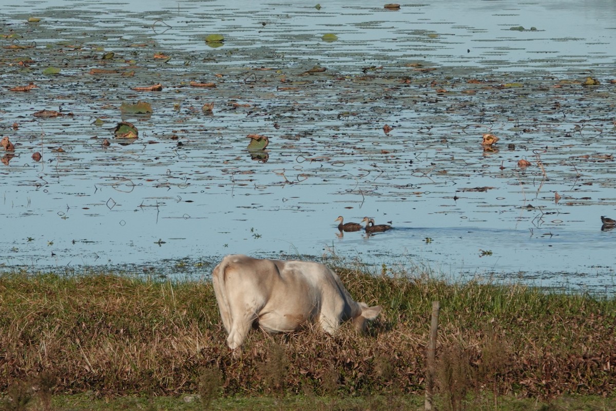 Mottled Duck - ML646810618