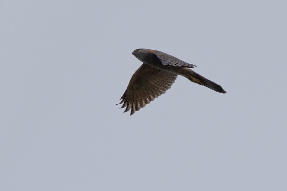 Brown Goshawk - ML646810621