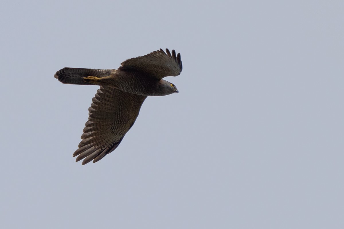 Brown Goshawk - ML646810622