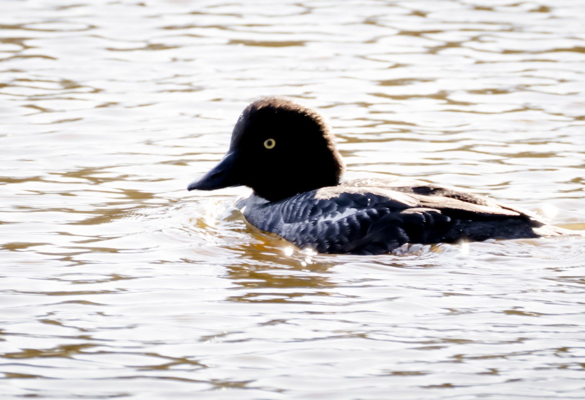 Common Goldeneye - ML646810624