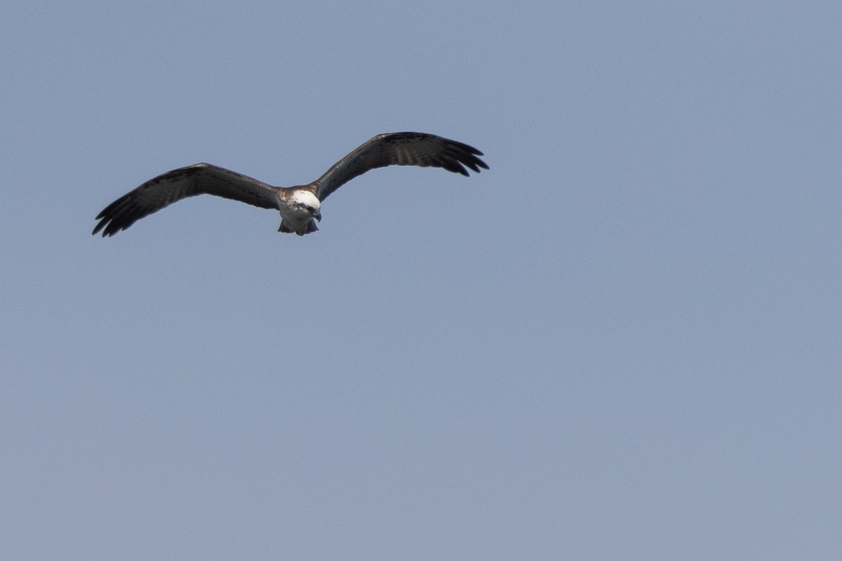 Arrano arrantzalea (cristatus) - ML646810626