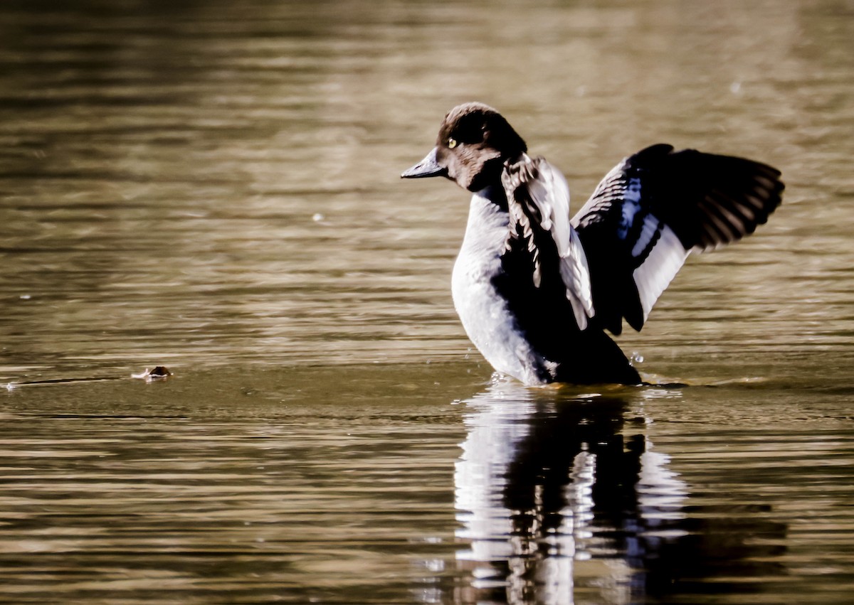 Common Goldeneye - ML646810627
