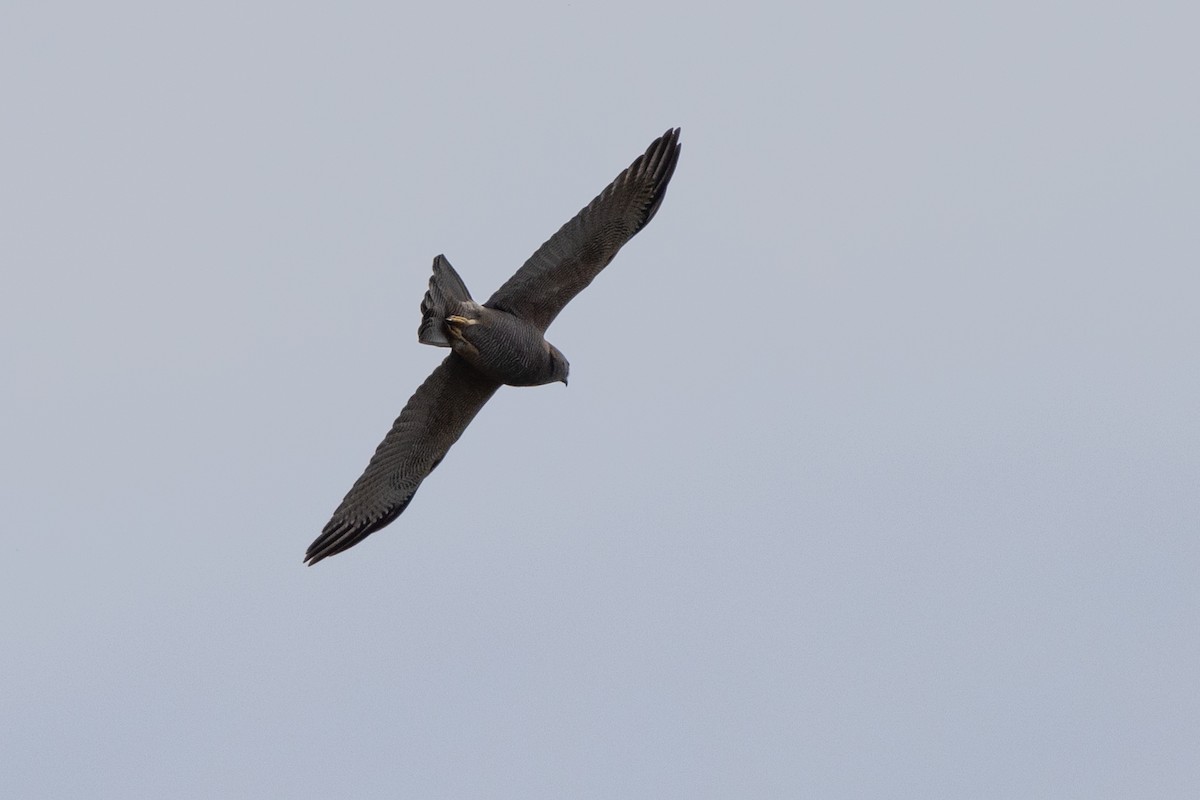 Brown Goshawk - ML646810628