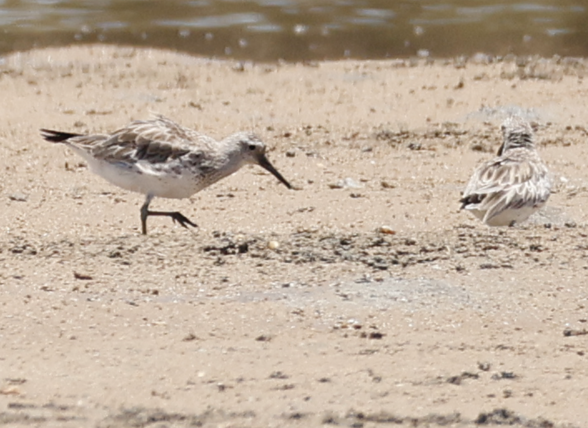 Benekli Kumkuşu - ML646810629