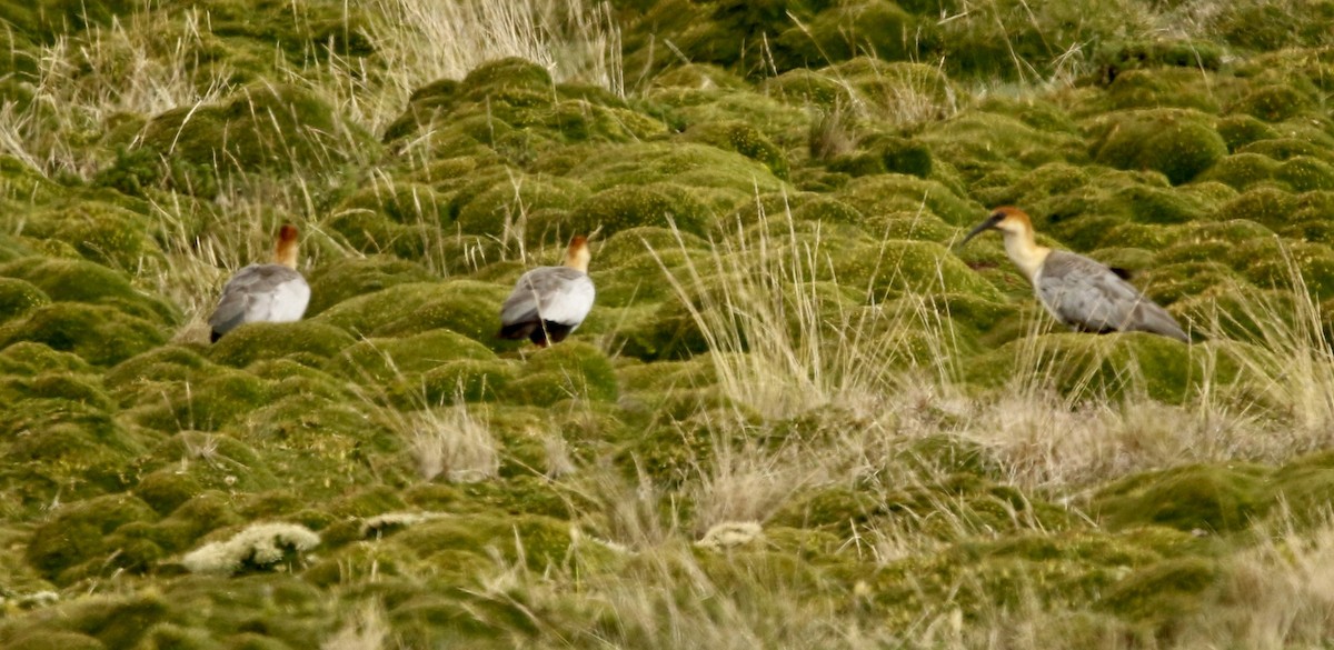 Андский ибис - ML646810632