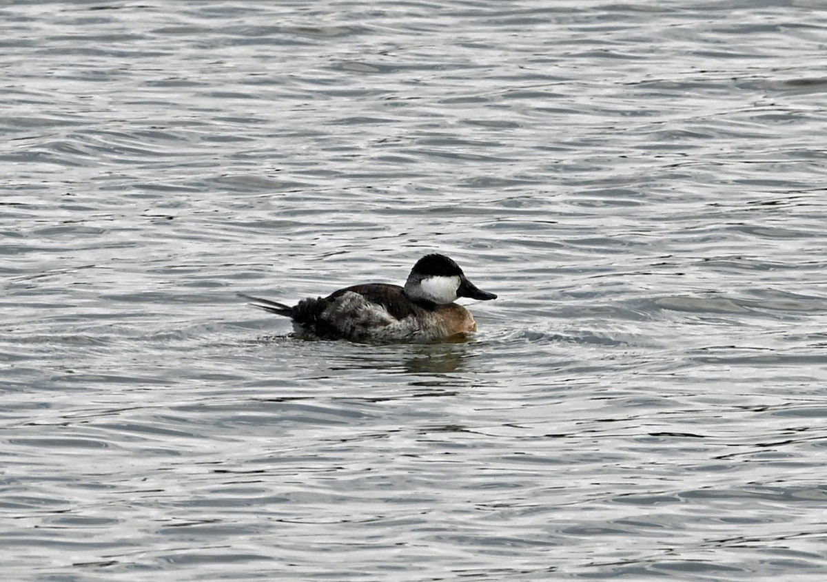 Ruddy Duck - ML646810633