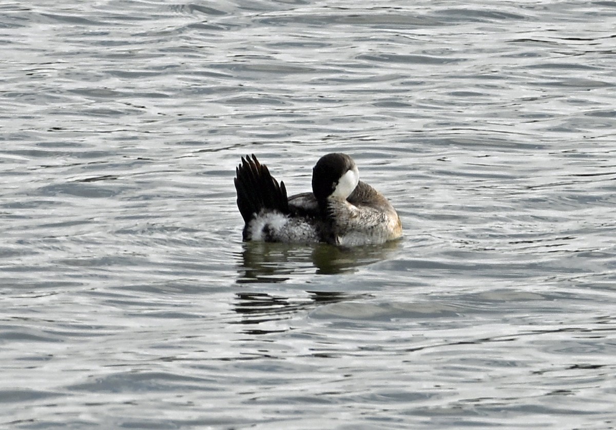 Ruddy Duck - ML646810634