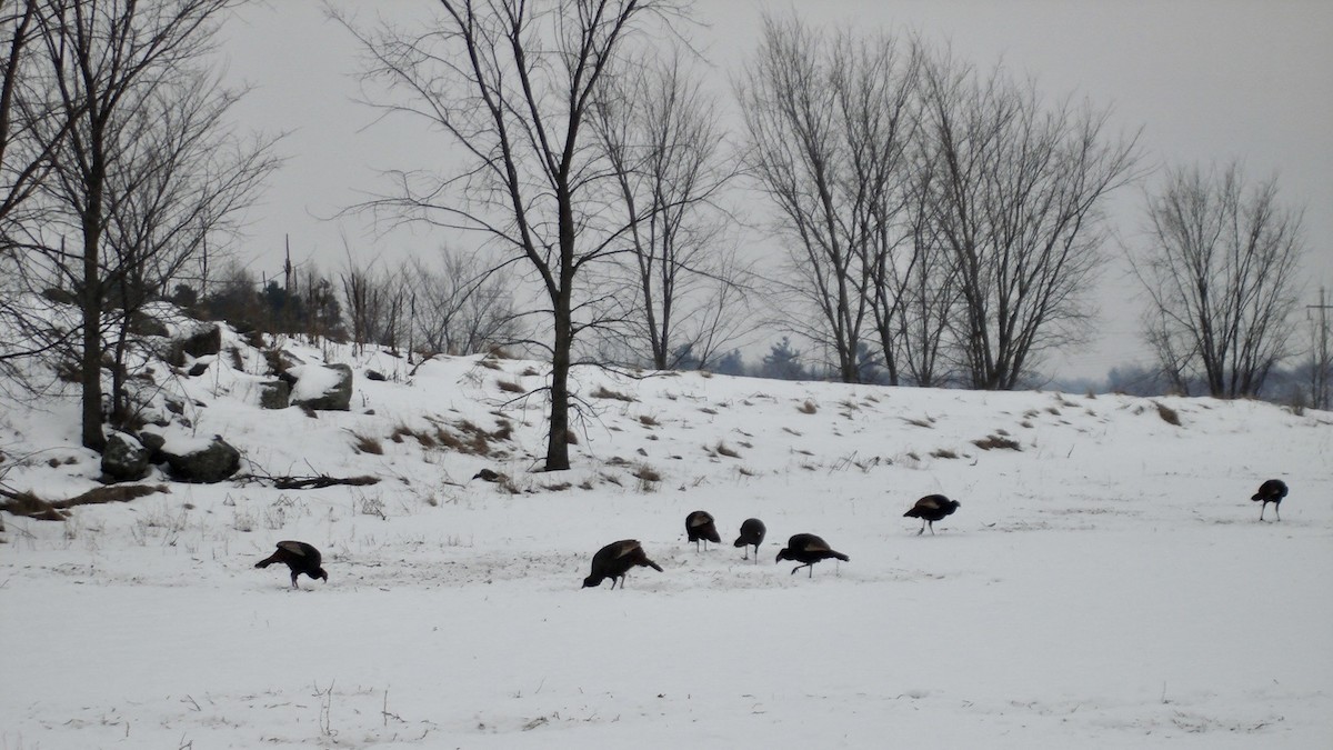 Indioilar arrunta - ML646810637