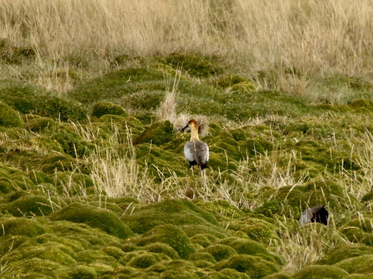 Андский ибис - ML646810638