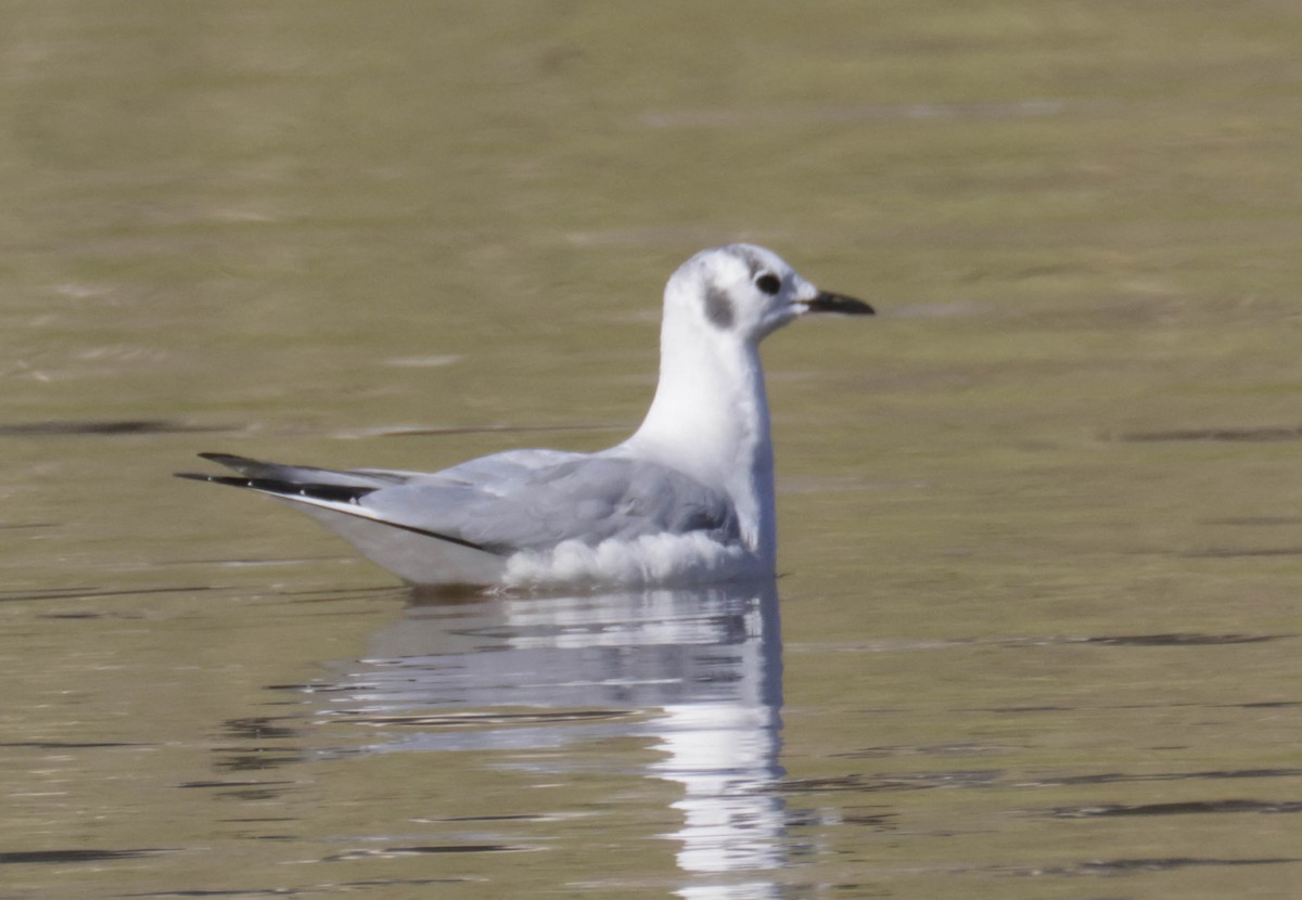 Bonaparte's Gull - ML646810640