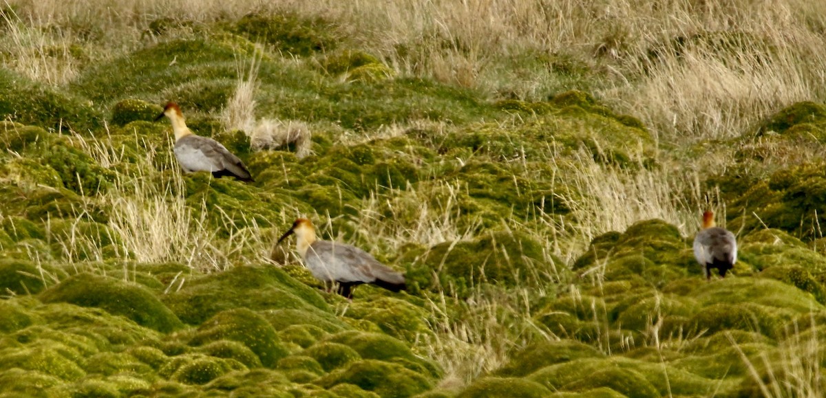 Андский ибис - ML646810641