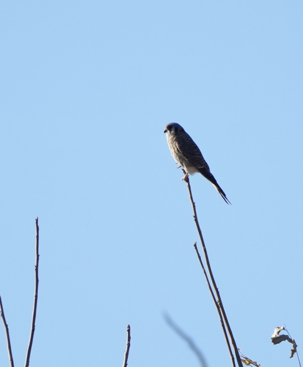 American Kestrel - ML646810642