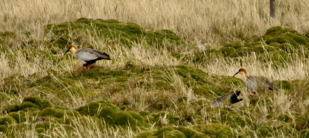 Андский ибис - ML646810644