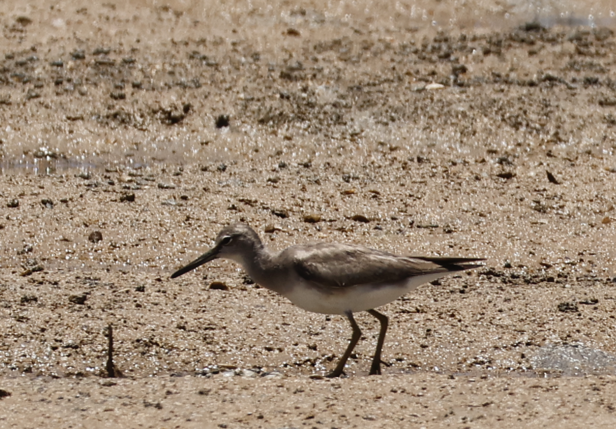 Gray-tailed Tattler - ML646810646