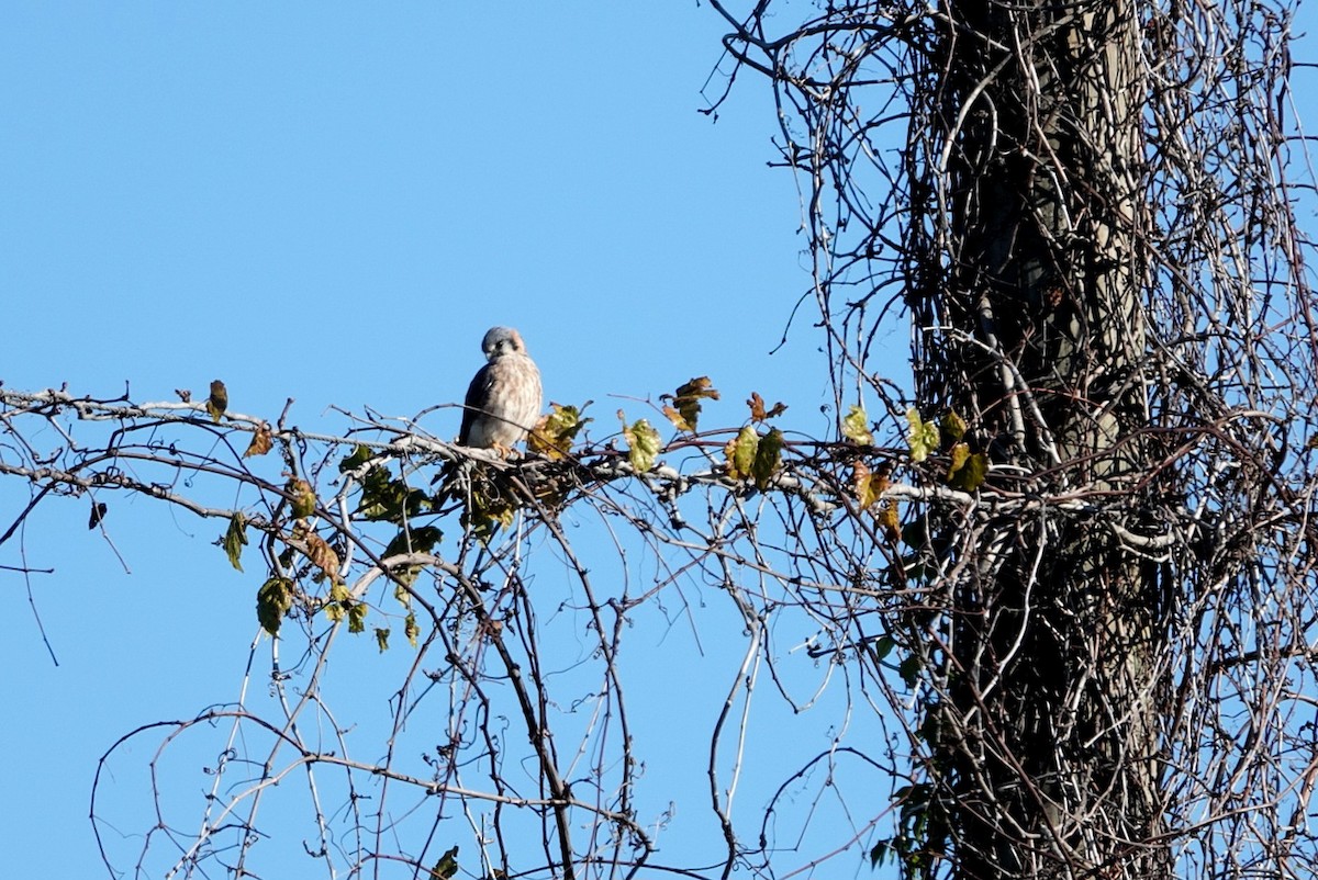 American Kestrel - ML646810647