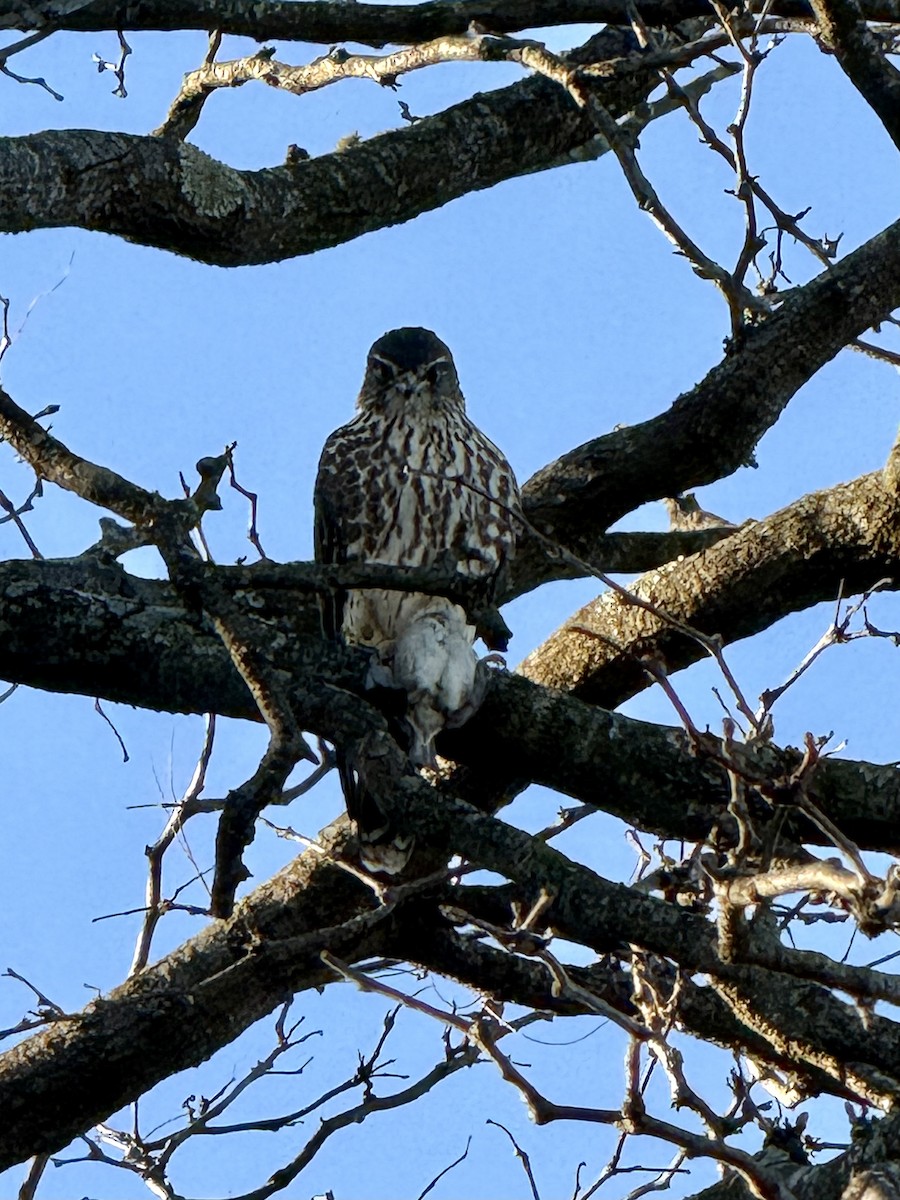 Faucon émerillon - ML646810653