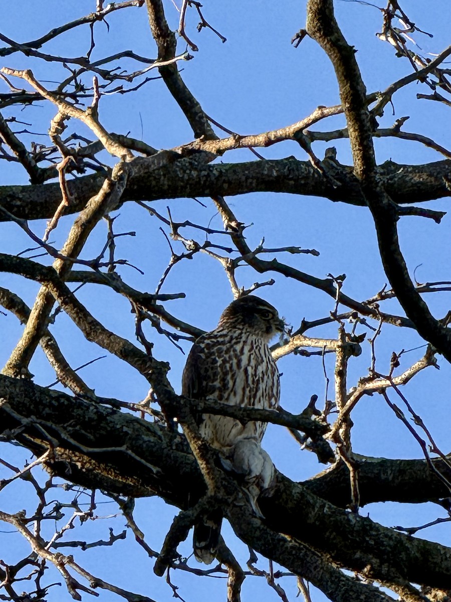 Faucon émerillon - ML646810654