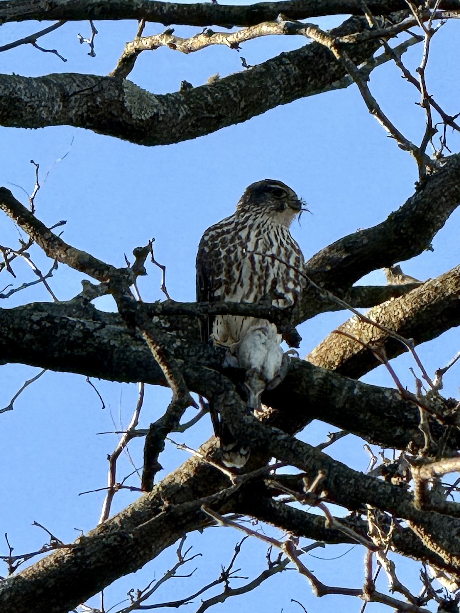 Faucon émerillon - ML646810655