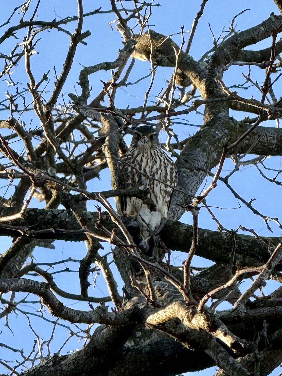 Faucon émerillon - ML646810656