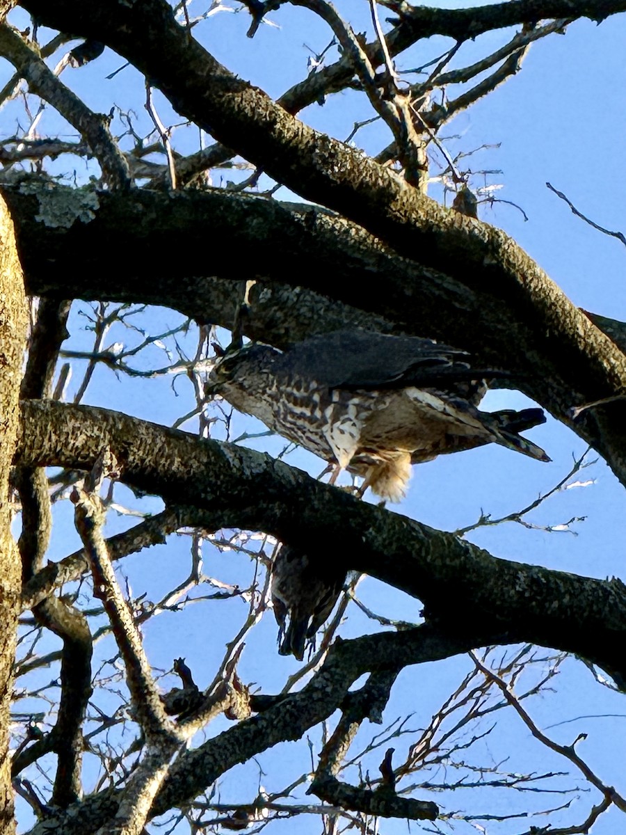 Faucon émerillon - ML646810657