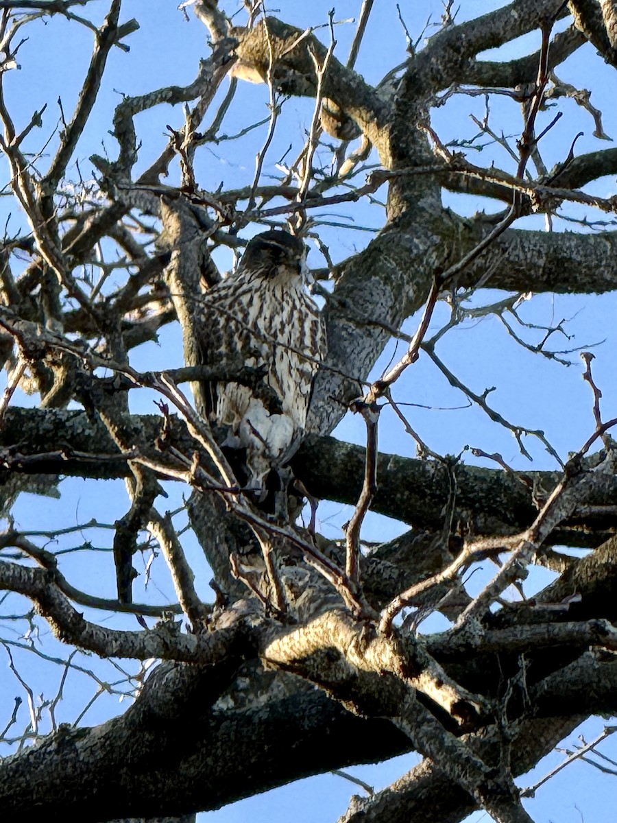 Faucon émerillon - ML646810658