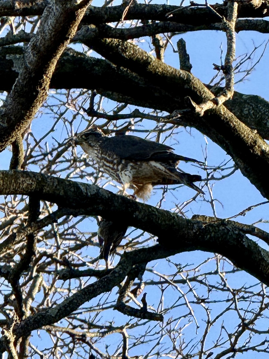 Faucon émerillon - ML646810659