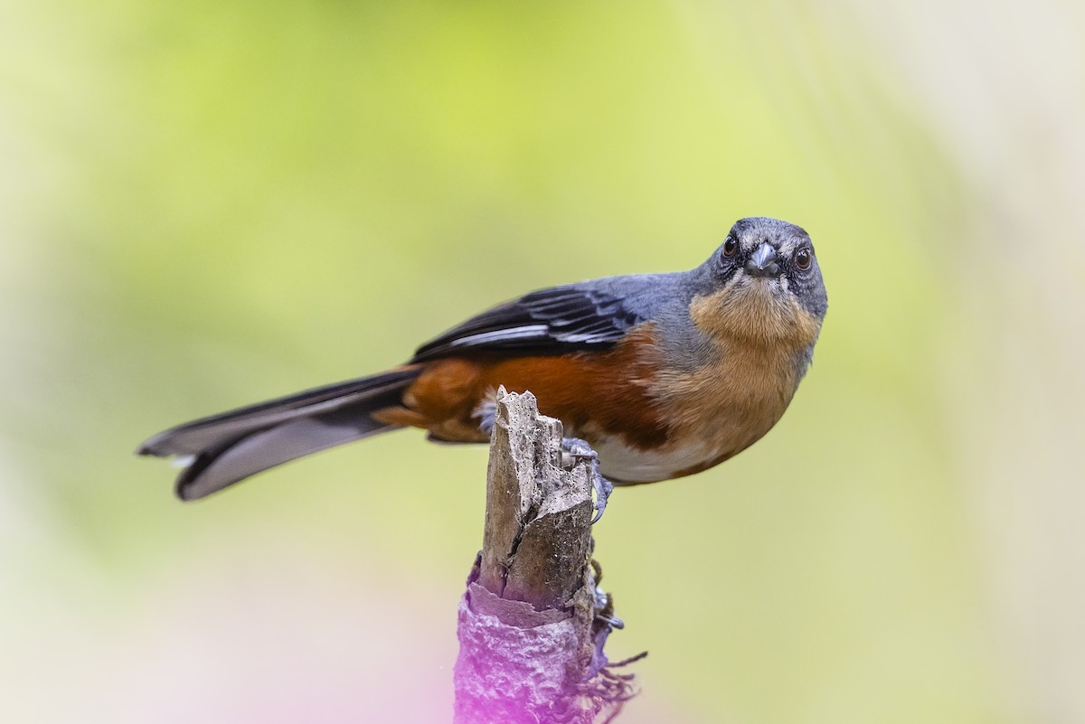 rustgumpspurv - ML646810660