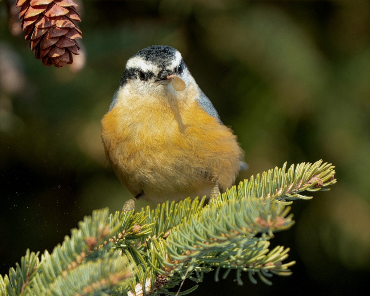 Trepador Canadiense - ML646810663